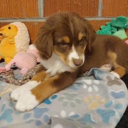 Bingo - Red tri-color female Australian Shepherd puppy in Cherry Grove, Oregon from TLC Dream and Pureland Australian Shepherds