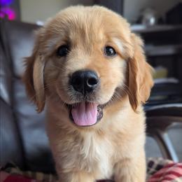 Orange - Moxon - Golden male Golden Retriever puppy in Troy, Texas from R&R Goldens