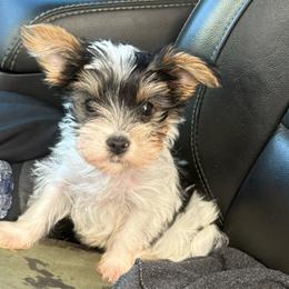 Noah - Parti male Yorkshire Terrier puppy in Navarre, Florida from KAYY services
