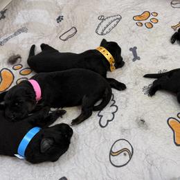 German Shepherd Puppies from Vom Broward Haus