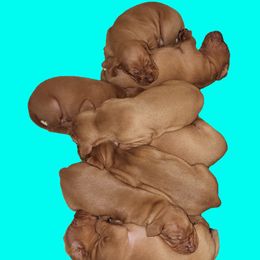 Vizsla Puppies from Countryside Vizsla's