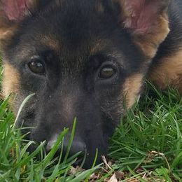 German Shepherds from Terri's German Shepherds