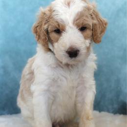 Cash - Parti male Goldendoodle puppy in Cherry Creek, New York from Doodles Pups of NY
