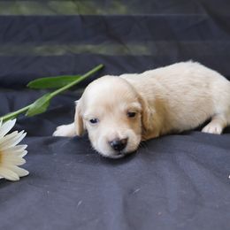 Chance - Cream male Dachshund puppy in Fredericksburg, Ohio from William's Dachshunds