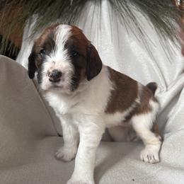Majesty - Mahogany and white female Saint Berdoodle puppy in Traverse City, Michigan from Bare Paws Saint Berdoodles