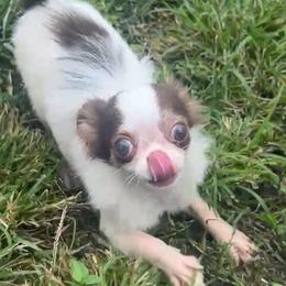 Jerome - Chocolate and white male Chihuahua puppy in New Castle, Delaware from Sasha’s Elite Kennel LLC