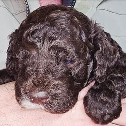 Thunder - Brown and white male Cockapoo puppy in Indiahoma, Oklahoma from Phamily Doodles