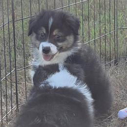 Black Tri female 2 - Black tri-color female Australian Shepherd puppy in Browerville, Minnesota from Rustic River Ranch Aussies
