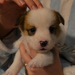 Powder - Red male Pembroke Welsh Corgi puppy in Palm Bay, Florida from Space Coast Corgi