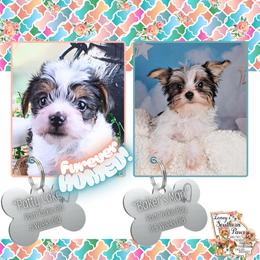 Yorkshire Terrier puppies from Ioney's Southern Paws Shelties, Frenchies, and Yorkies