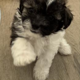 Thumbelina - Black & white female Maltipoo puppy in Tomball, Texas from Angela Hurd's Maltipoos