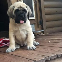 Mastiff Puppies from Majestic Mastiffs of Florida