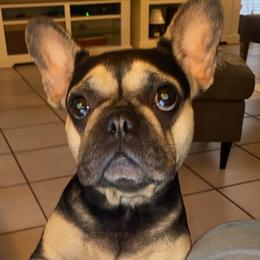 Peggy - French Bulldog