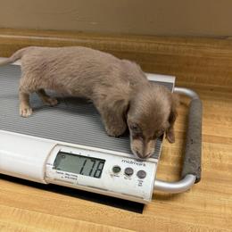 Saturn - Fawn (Isabella) male Dachshund puppy in Irving, Texas from DFW Dachshunds by G & S