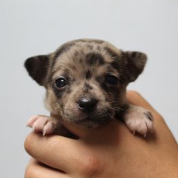 Venus - Merle female Chihuahua puppy in Willamina, Oregon from Cherished Chihuahuas
