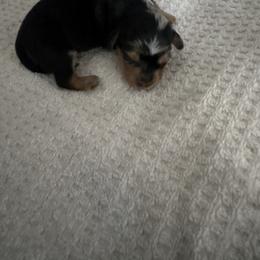 Dachshund Puppies from Mini Dachshund Duo Pups