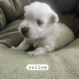 Yellow Collar - White female West Highland White Terrier puppy in Mayo, Florida from Carrot Tails LLC