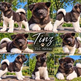 Tinz - Black, fawn undercoat female Akita puppy in Chillicothe, Missouri from TLC Akitas