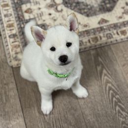 George - Cream male Shiba Inu puppy in Sharpsburg, Georgia from H & J Shiba Inu’s
