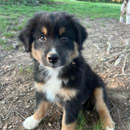 Carl - Black tri-color male Australian Shepherd puppy in Scottsville, Virginia from Cedar Creek Aussies