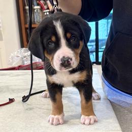 Boy 6 - male Greater Swiss Mountain Dog puppy in Pasadena, California from Park Place Swissys