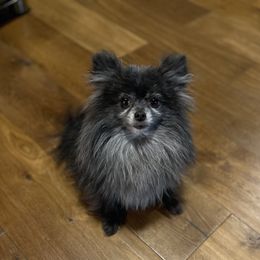 Coco - Pomeranian