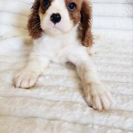 Solitaire - Blenheim male Cavalier King Charles Spaniel puppy in Wilburton, Oklahoma from My Kids Kennel