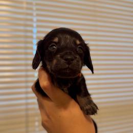 Orange Boy - Black and cream male Dachshund puppy in Horizon City, Texas from Willipaws