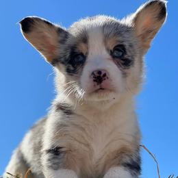 American Corgis and Pembroke Welsh Corgis from C spear Corgis