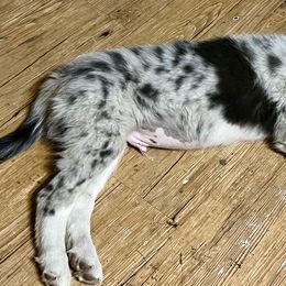 Border Collie Puppies from By Design Farm