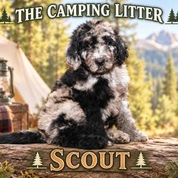 Scout - Merle male Goldendoodle puppy in Westminster, South Carolina from Goldendoodlepuppiessc