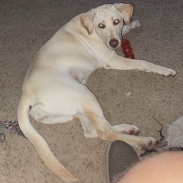 Labrador Retriever All Grown Up from Perfect Storm Kennels