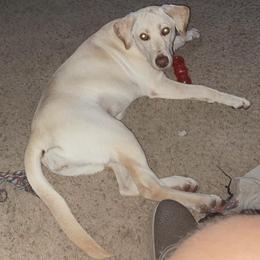 Labrador Retriever All Grown Up from Perfect Storm Kennels