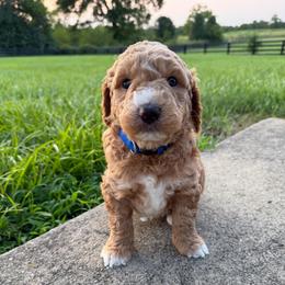 Boy 2 - Red  male Goldendoodle puppy in Wilmore, Kentucky from Central Kentucky Goldendoodles