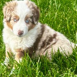 Red merle female one - Red merle female Miniature Australian Shepherd puppy in Parma, Idaho from Arena Valley Acres