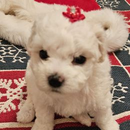 Joy - White female Bichon Frise puppy in Boerne, Texas from Bichons of Boerne