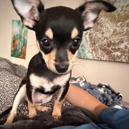 Jeff - Black sabled fawn male Chihuahua puppy in Washington, Washington, D.C. from VIP Chihuahuas