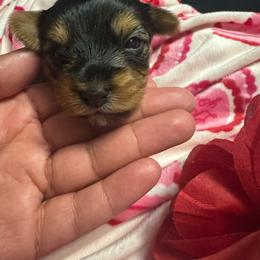 Girl 2 - Black and tan female Yorkshire Terrier puppy in Fort Worth, Texas from Mina’s Minnies