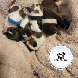 Miniature Schnauzer Puppies from Little Schnauzer Paws