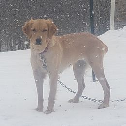 Oakley - Golden Retriever
