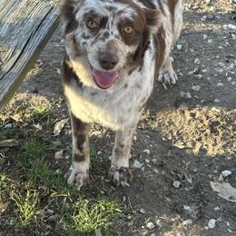 Hanna - Australian Shepherd