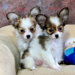 Candy - White and sable female Papillon puppy in Boardman, Ohio from Taliaferro Kennel