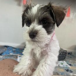 Sabrina - Parti female Miniature Schnauzer puppy in Anthony, Florida from Amanda Tragash
