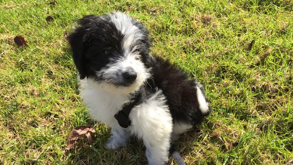 Find Bordoodle puppies for sale