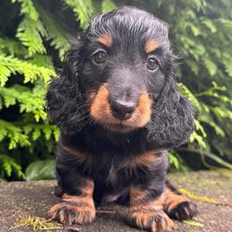 Bravo - 3000 - Black and tan male Dachshund puppy in Steele, Alabama from Taylored Dachshunds