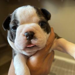 PARCHEESI - Brindle and white female Boston Terrier puppy in Anderson, South Carolina from Lola’s House of Bostons & Rescue