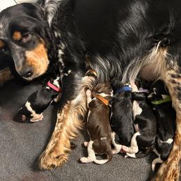 English Springer Spaniel puppies from Eden Springer Spaniels