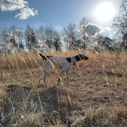 Queen Adams - German Shorthaired Pointer