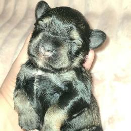 Ingrid - Salt and pepper female Miniature Schnauzer puppy in Graham, Washington from Kristy's French Bulldogs & Mini Schnauzers