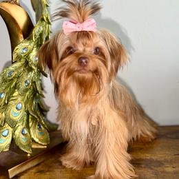 Hennessy 3.pound - Chocolate, tan and white female Yorkshire Terrier puppy in Cape Coral, Florida from Katherine’s Yorkies and Poodles